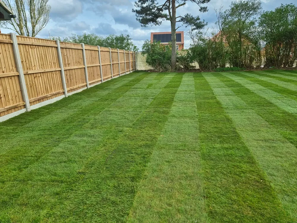 A striped lawn along a new fence in a Norfolk garden