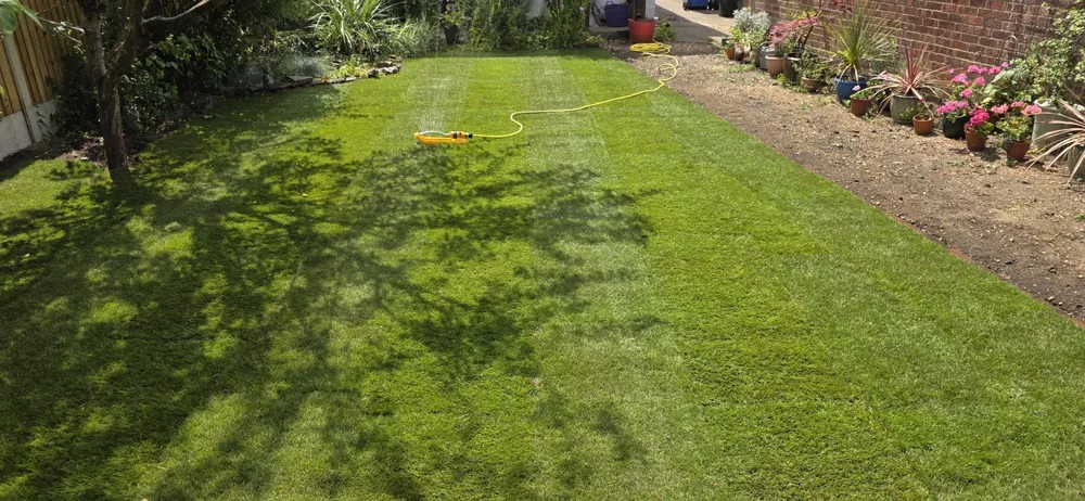 Watering a freshly seeded lawn in a Norfolk garden