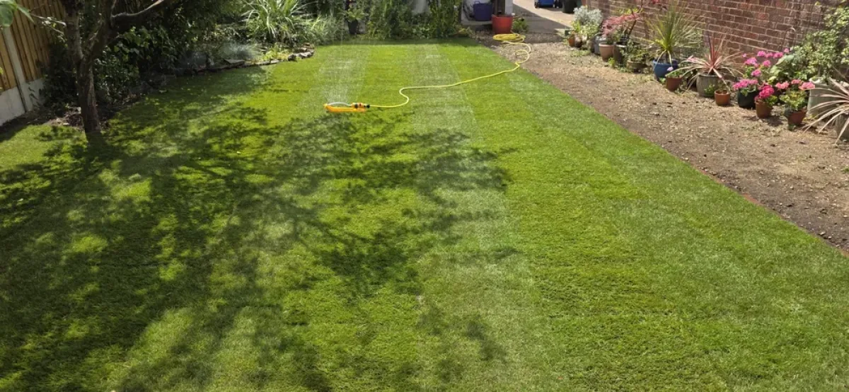 Watering a freshly seeded lawn in a Norfolk garden